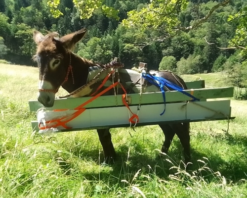 Houps l'hongre est équipé d'un support de portage de tole et autres objet long. Cela lui permet de porter en sécurité du matériels en montagne.