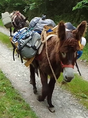 Kakou l'âne porte une charge sur un chemin de montagne. Derrière Rosalie l’ânesse de la Hount porte également sa charge.