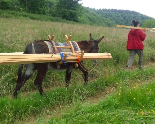 Rosalie l’ânesse de l'association de la Hount porte le bois qui servira à la construction de cabane en bois et autres projets. Elle est accompagnée de Samuel, un des animateurs historique de la Hount qui porte également du bois.